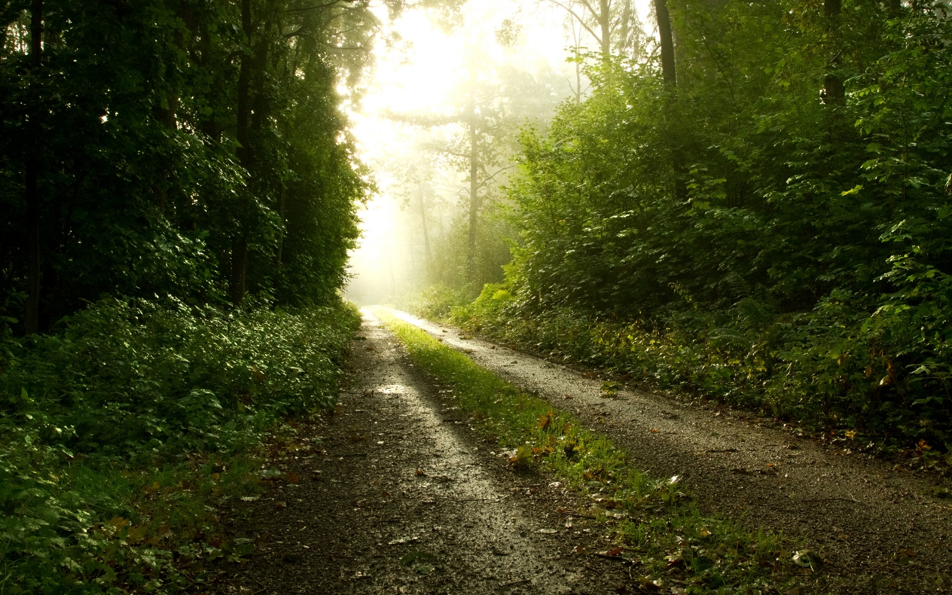 nature, Landscapes, Roads, Track, Path, Trees, Forest, Plants, Fog, Mist, Haze, Sunrise, Morning, Mood Wallpaper