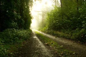 nature, Landscapes, Roads, Track, Path, Trees, Forest, Plants, Fog, Mist, Haze, Sunrise, Morning, Mood