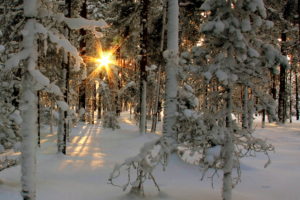 nature, Landscapes, Trees, Fprest, Winter, Snow, Sunlight, Sunbeam, Sunrise, Sunset, Cold