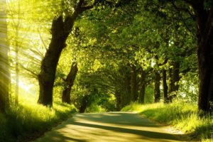 nature, Trees, Forests, Paths, Woods, Sunlight