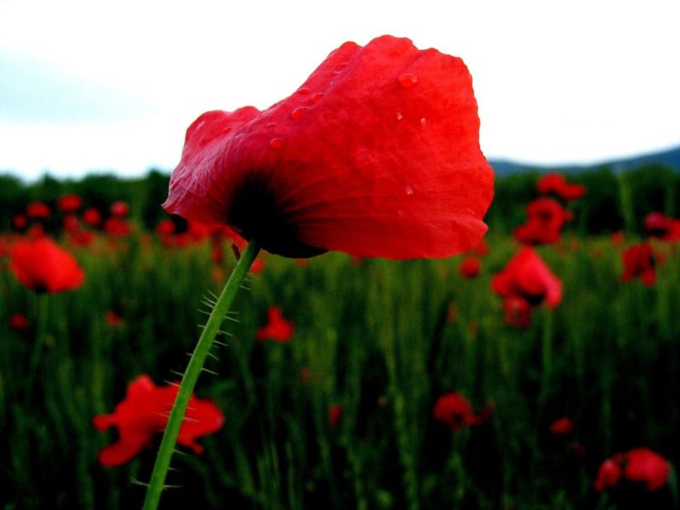 landscapes, Nature, Red, Flowers, Grass, Head, Shoulders, Rest, Poppies HD Wallpaper Desktop Background