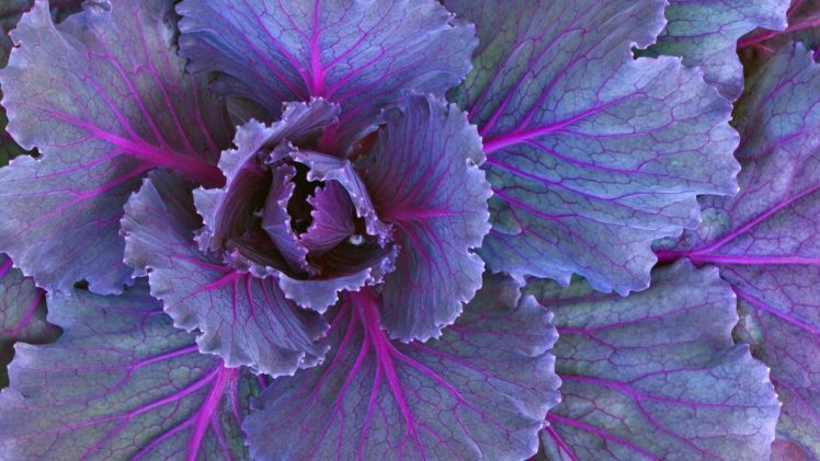 vegetables, Plants, Cabbages HD Wallpaper Desktop Background