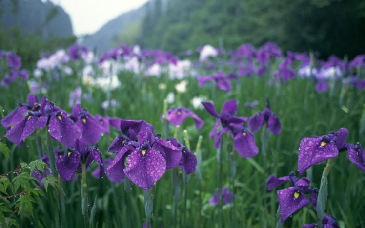 nature, Flowers, Plants, Dew, Purple, Flowers HD Wallpaper Desktop Background