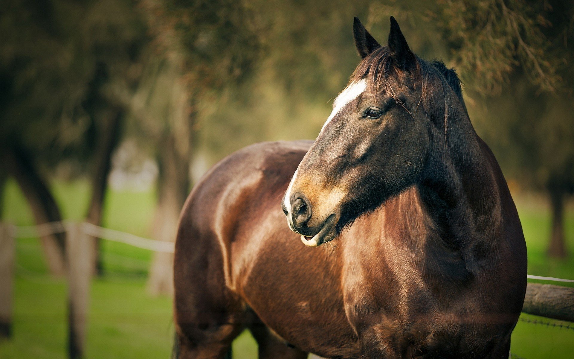 horses Wallpaper