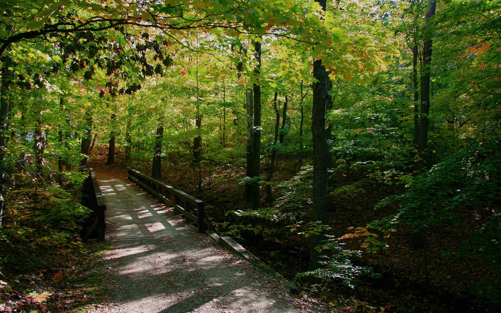 landscapes, Forests Wallpaper