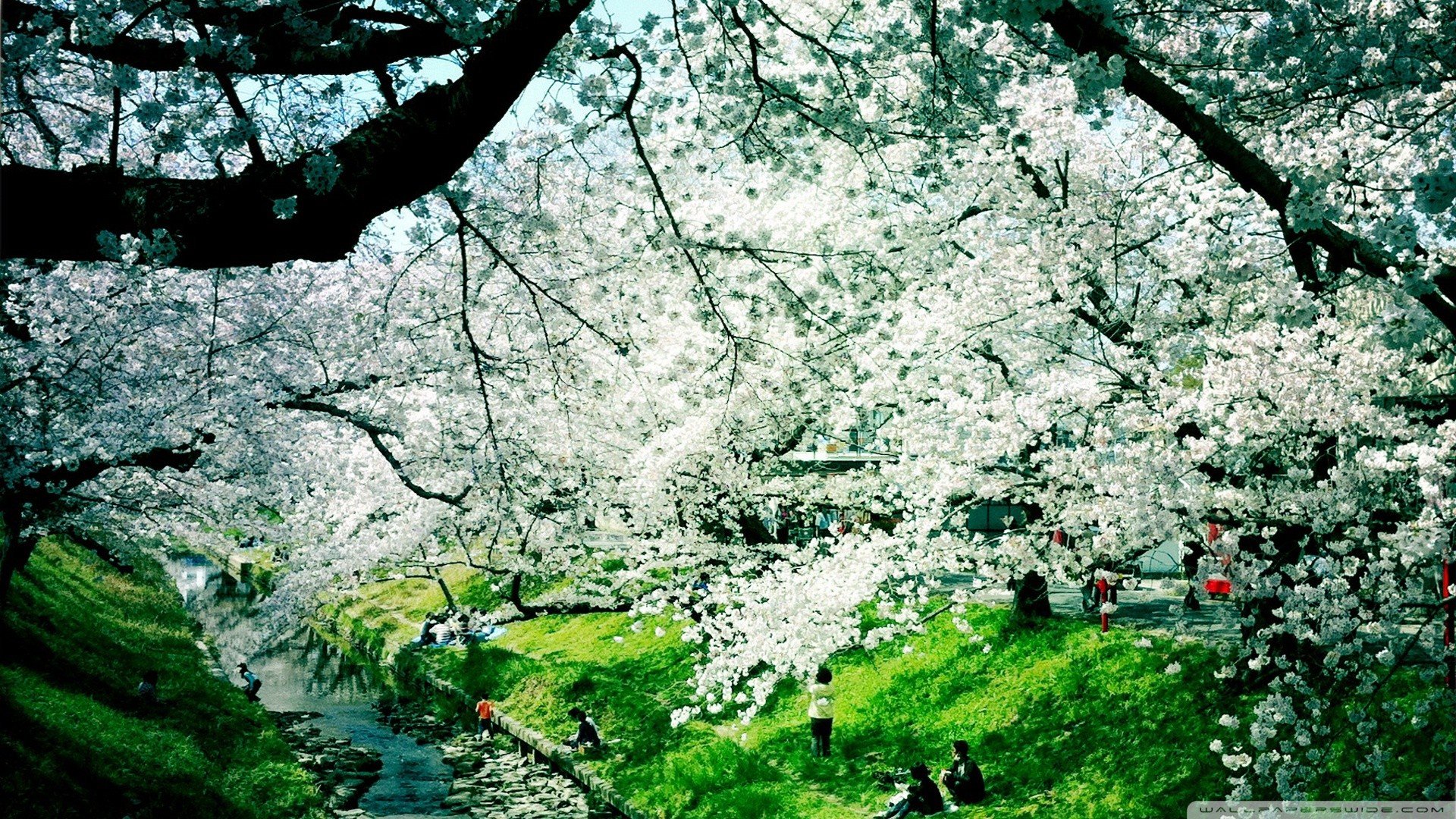 nature, Trees, Flowers, Spring, Flowered, Trees Wallpapers HD / Desktop