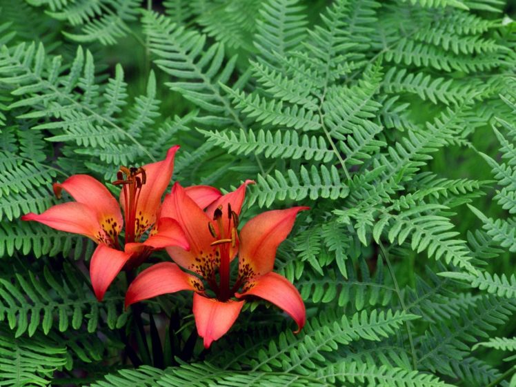 nature, Flowers, Ferns HD Wallpaper Desktop Background