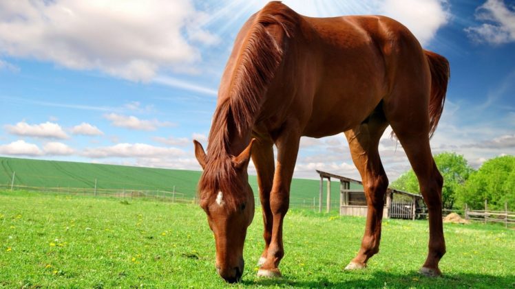 nature, Animals, Horses HD Wallpaper Desktop Background