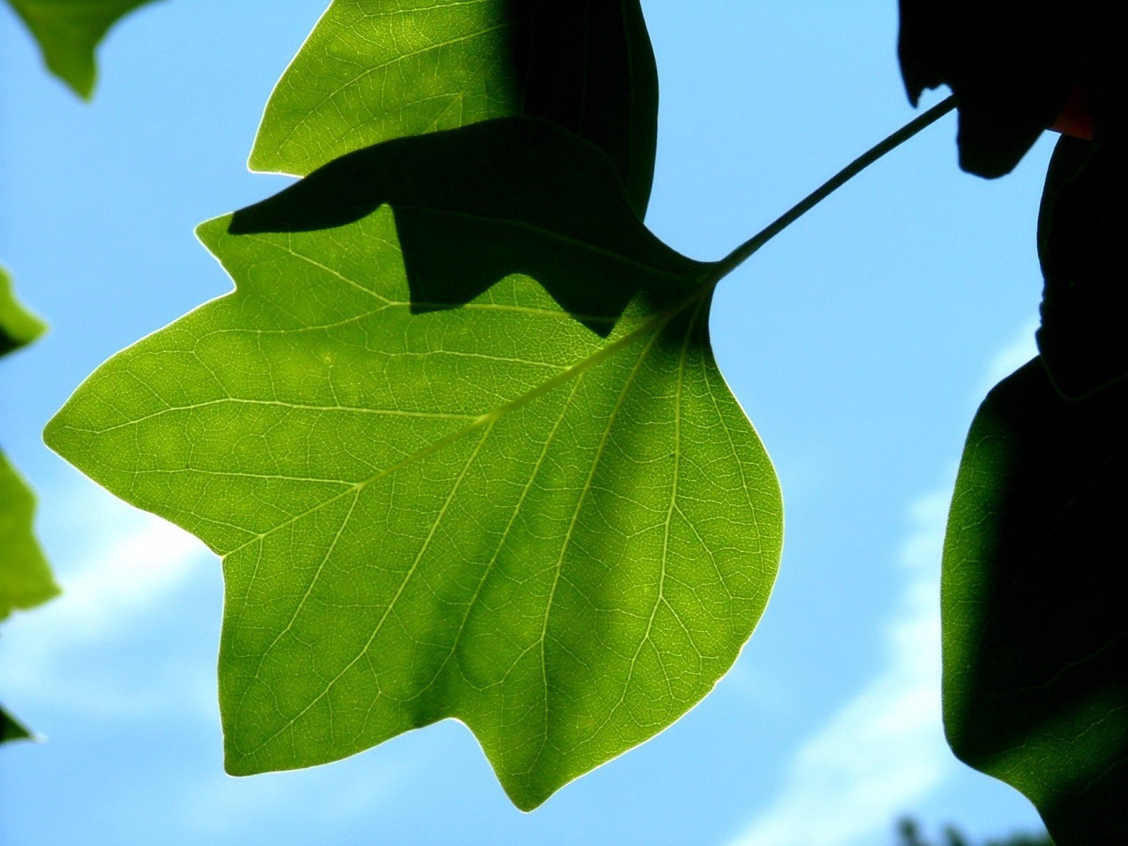 nature, Leaves Wallpaper