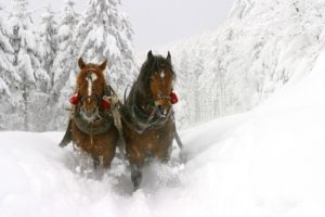 winter, White, Frozen, Horses, Sleds
