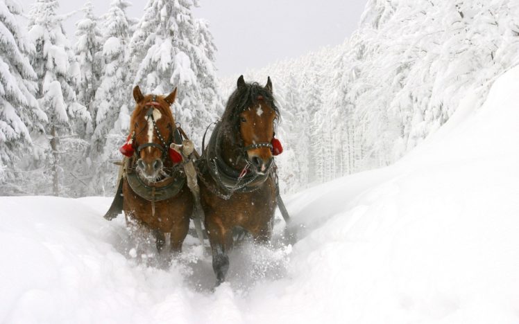 winter, White, Frozen, Horses, Sleds HD Wallpaper Desktop Background