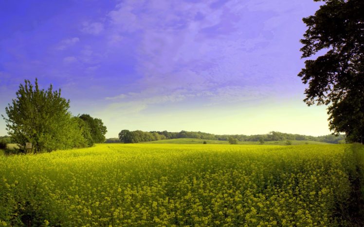 landscapes, Fields HD Wallpaper Desktop Background