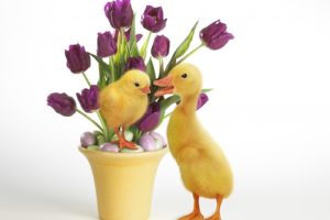 nature, Ducks, Duckling, Easter, Purple, Flowers, Baby, Birds