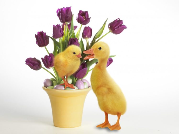 nature, Ducks, Duckling, Easter, Purple, Flowers, Baby, Birds HD Wallpaper Desktop Background