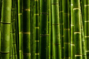 nature, Bamboo