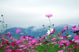 nature, Landscapes, Flowers, Plants, Fields, Mountains, Sky, Clouds, Petals, Pink