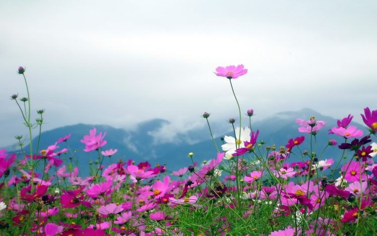 nature, Landscapes, Flowers, Plants, Fields, Mountains, Sky, Clouds, Petals, Pink HD Wallpaper Desktop Background