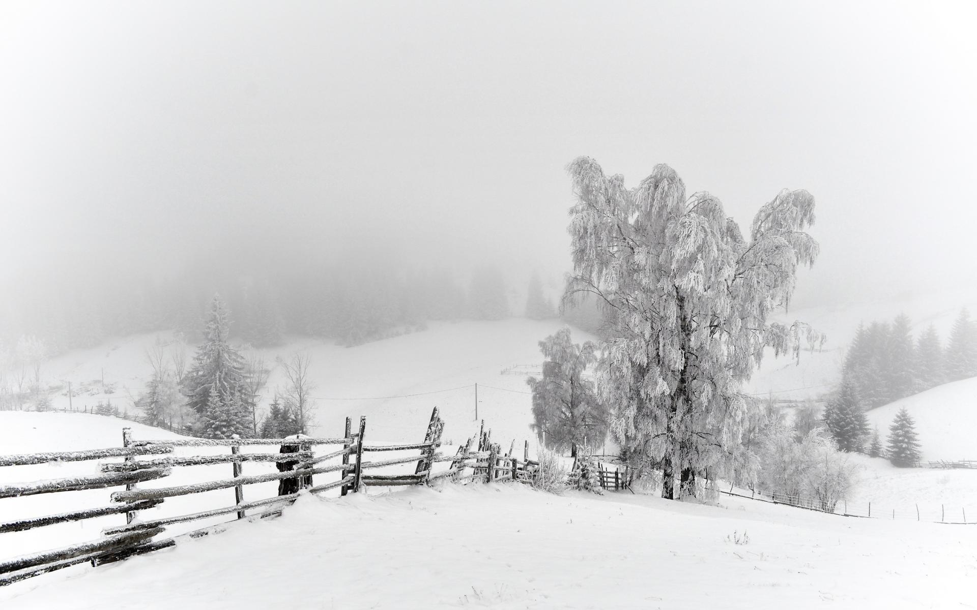 nature, Landscapes, Fence, Fields, Trees, Winter, Snow, Seasons, White, Bright, Cold, Snowing, Fog, Mist, Haze, Scenic Wallpaper