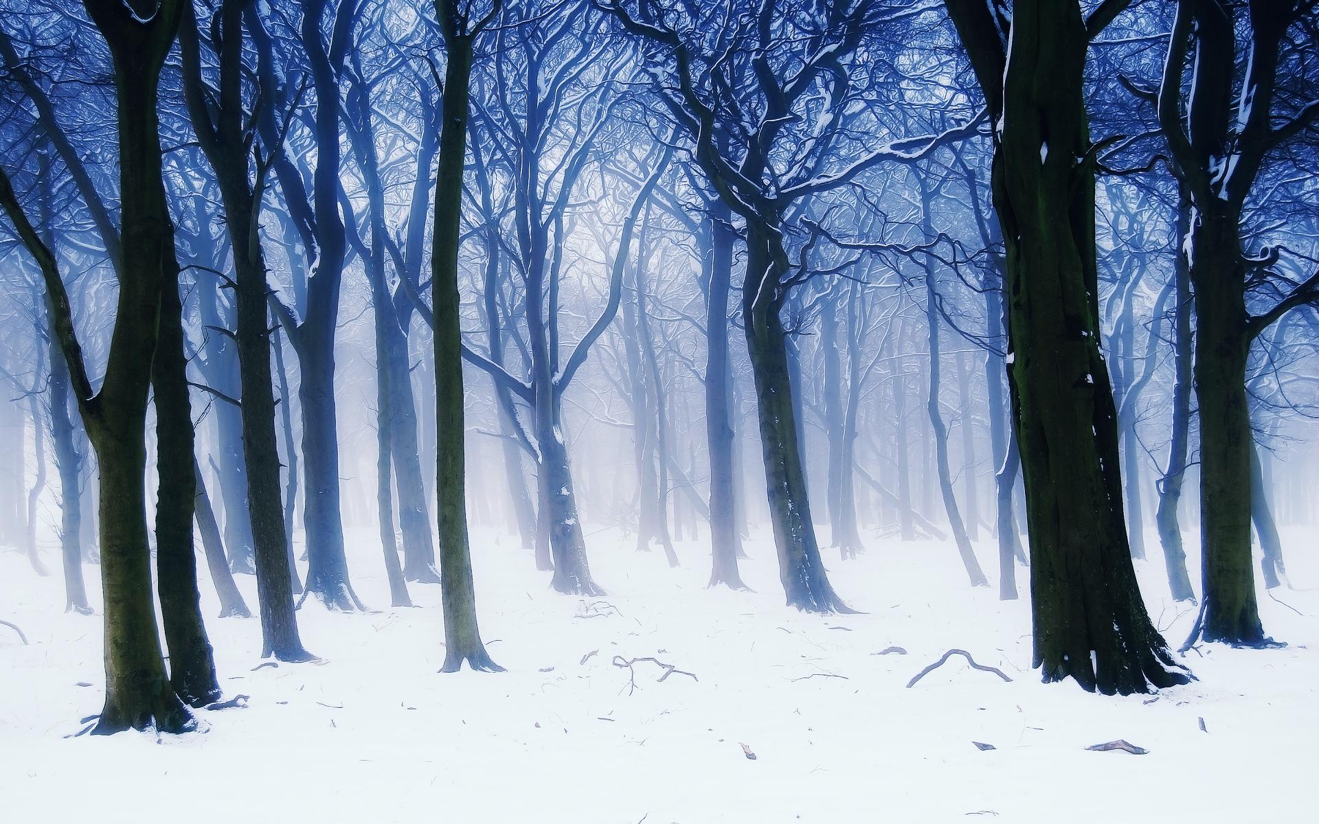 nature, Landscapes, Trees, Forest, Winter, Snow, Seasons, White, Cold, Haze, Fog, Artistic, Paintings, Cg, Digital Wallpaper