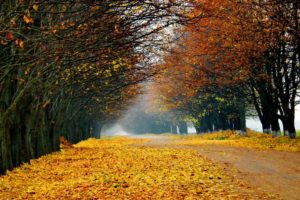 nature, Landscapes, Roads, Street, Lane, Path, Trees, Leaves, Autumn, Fall, Seasons, Color, Fog, Mist, Haze