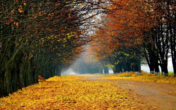 nature, Landscapes, Roads, Street, Lane, Path, Trees, Leaves, Autumn, Fall, Seasons, Color, Fog, Mist, Haze HD Wallpaper Desktop Background