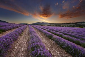 dawn, France, Lavender