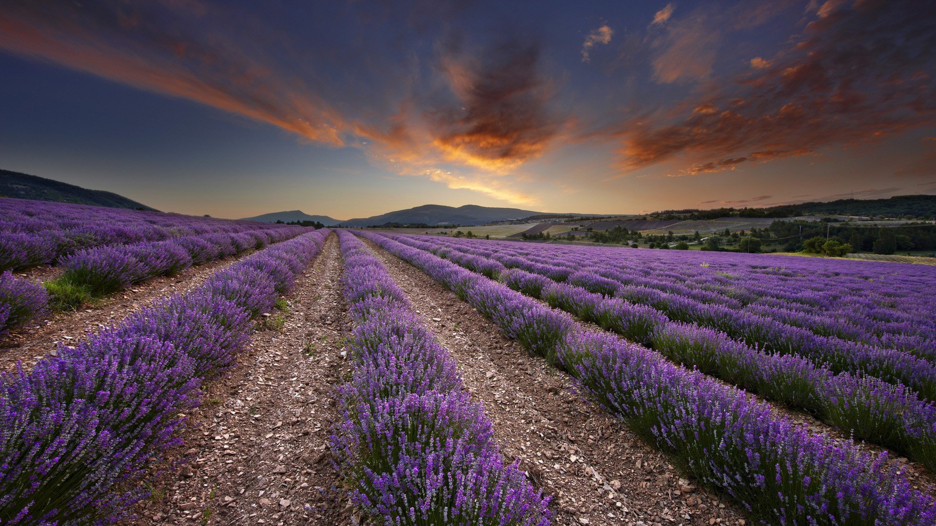 dawn, France, Lavender Wallpaper