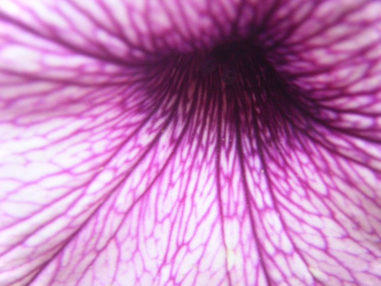 flowers, Macro, Purple, Flowers HD Wallpaper Desktop Background