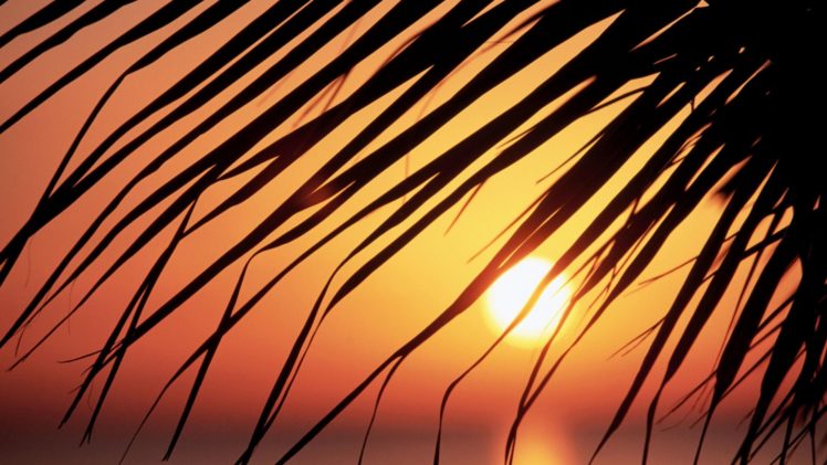 sunset, Leaf, Sun, Silhouettes, Jamaica, Palm, Leaves HD Wallpaper Desktop Background