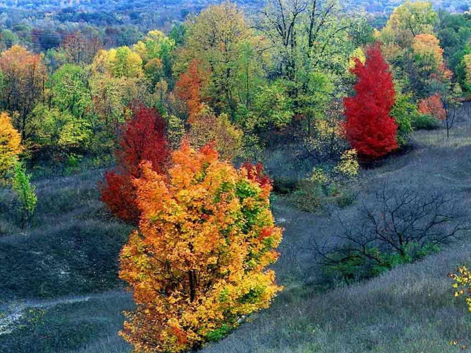 landscapes, Nature, Trees, Autumn Wallpaper
