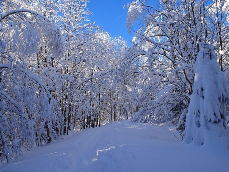 snow, Forests HD Wallpaper Desktop Background