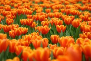 orange, Tulips, Field