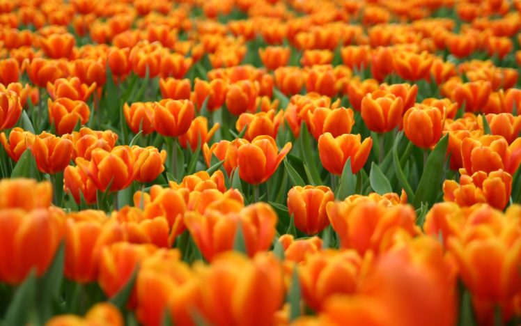 orange, Tulips, Field HD Wallpaper Desktop Background