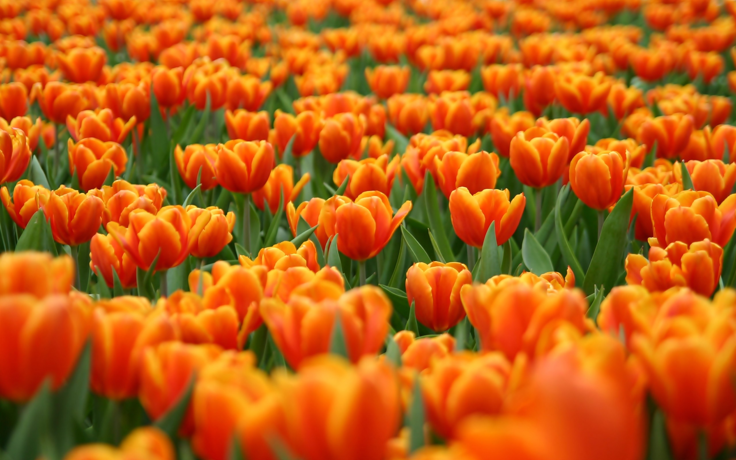 orange, Tulips, Field Wallpaper