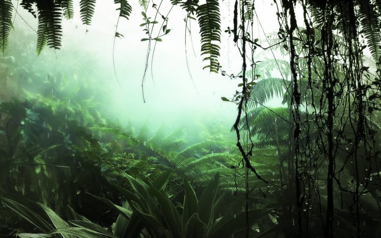 nature, Leaves, Mist, Ferns, Rainforest, Vines HD Wallpaper Desktop Background