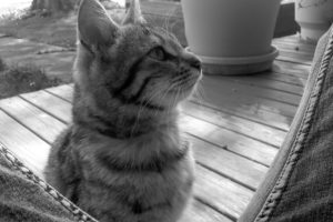 cats, Animals, Grayscale