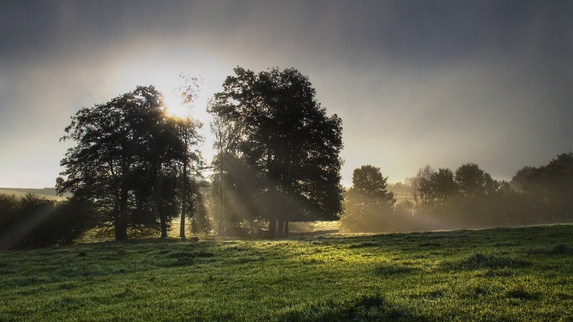 light, Sun, Grass, Morning Wallpaper