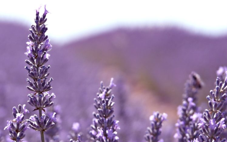 lavender, Flowers HD Wallpaper Desktop Background