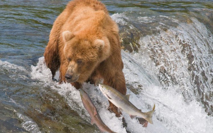 grizzly, Bears, Salmon, Predator, Fishes, Wildlife, Nature, Waterfall, River, Stream, Fishing, Swimming, Motion HD Wallpaper Desktop Background
