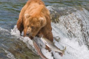 grizzly, Bears, Salmon, Predator, Fishes, Wildlife, Nature, Waterfall, River, Stream, Fishing, Swimming, Motion