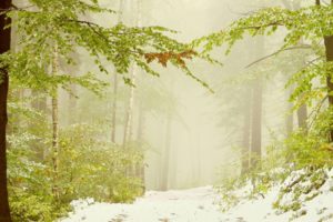 nature, Landscapes, Trees, Forests, Winter, Snow, Seasons, Fog, Mist, Haze
