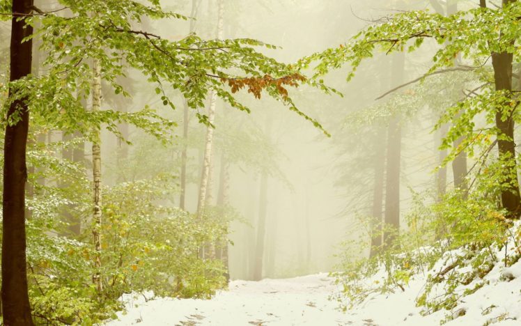 nature, Landscapes, Trees, Forests, Winter, Snow, Seasons, Fog, Mist, Haze HD Wallpaper Desktop Background