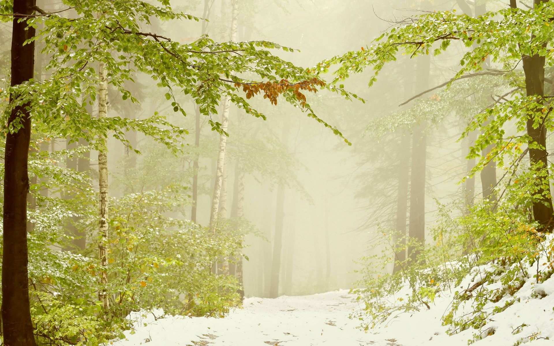 nature, Landscapes, Trees, Forests, Winter, Snow, Seasons, Fog, Mist, Haze Wallpaper