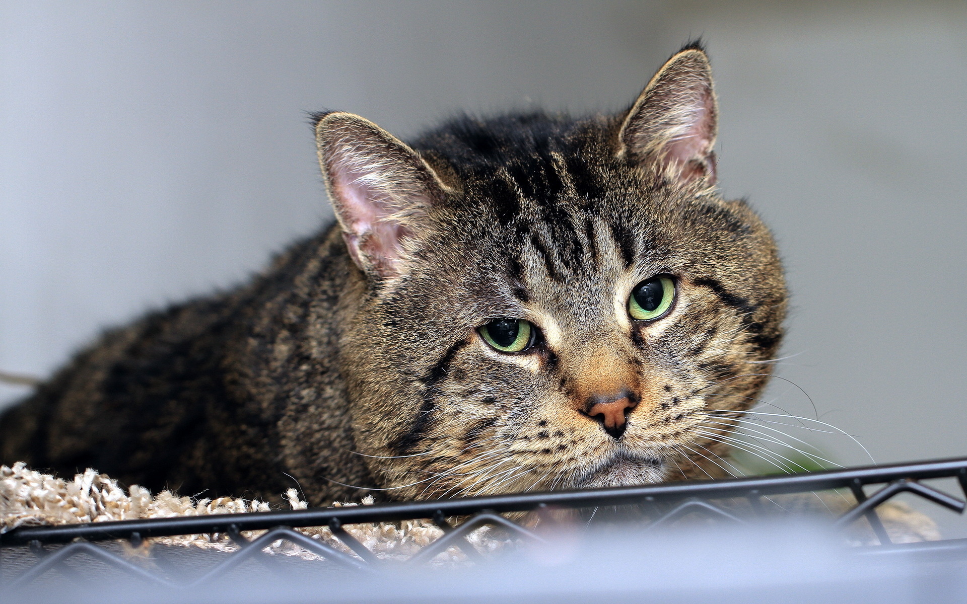 animals, Cats, Felines, Face, Eyes, Fur, Whiskers Wallpaper