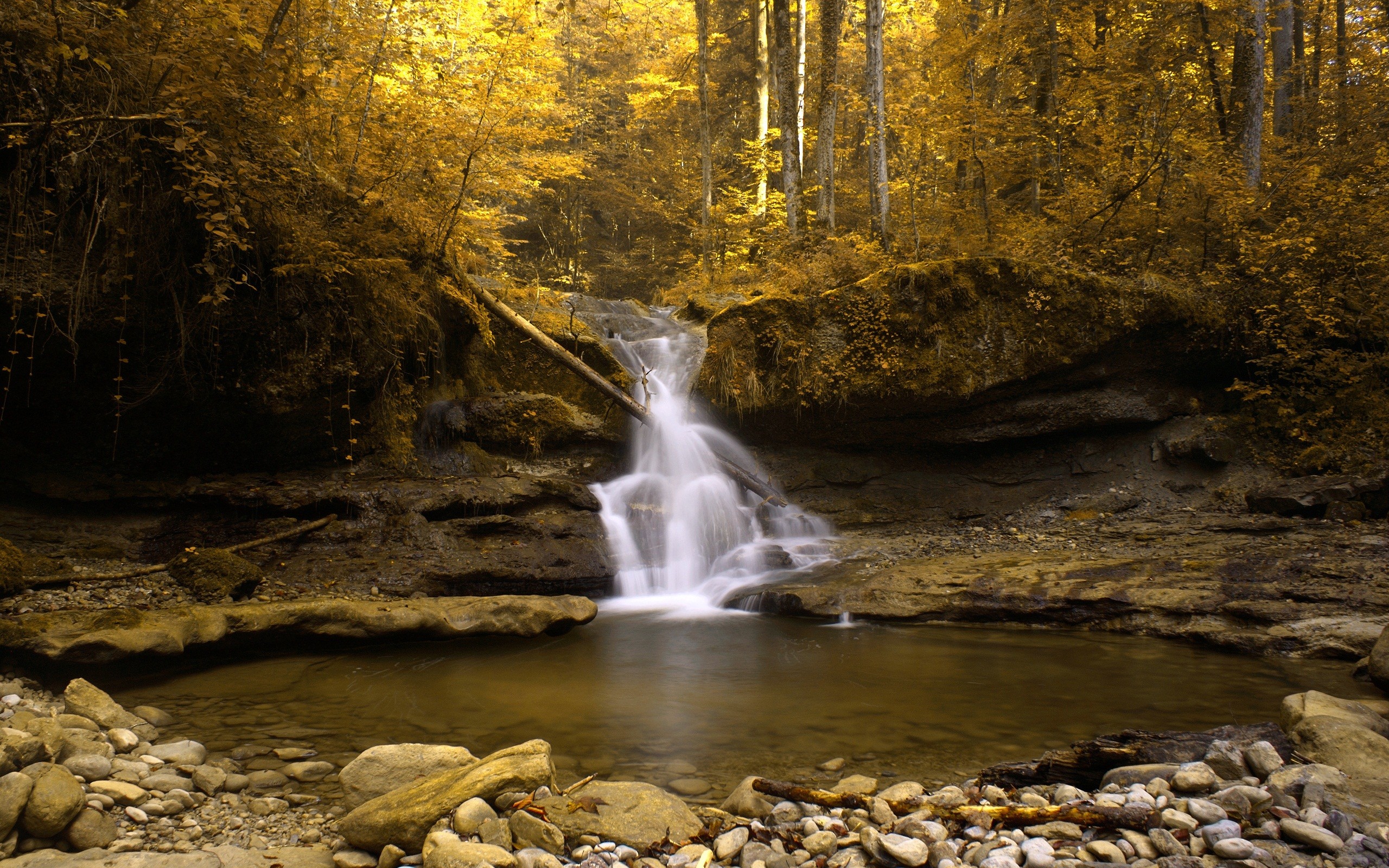 forest, Waterfall Wallpaper