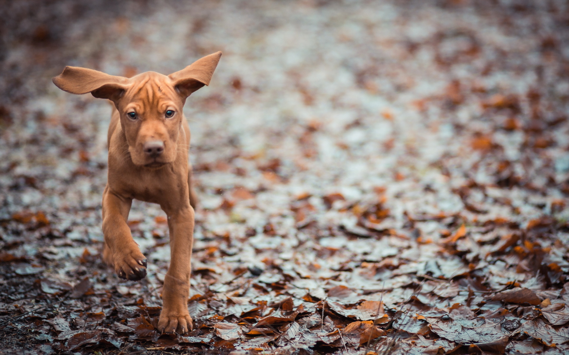 animals, Dogs, Puppy, Canine, Humor, Funny, Cute, Ears, Autumn, Fall, Leaves, Wet, Rain Wallpaper