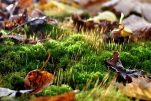 nature, Landscapes, Forest, Moss, Leaves, Autumn, Fall, Seasons, Colors