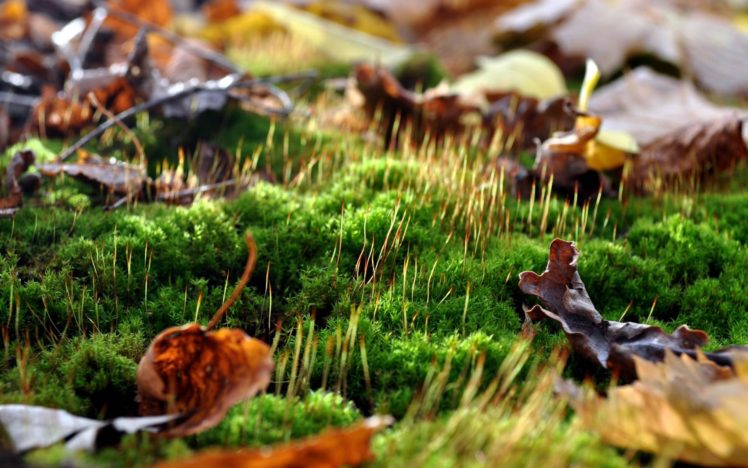 nature, Landscapes, Forest, Moss, Leaves, Autumn, Fall, Seasons, Colors HD Wallpaper Desktop Background