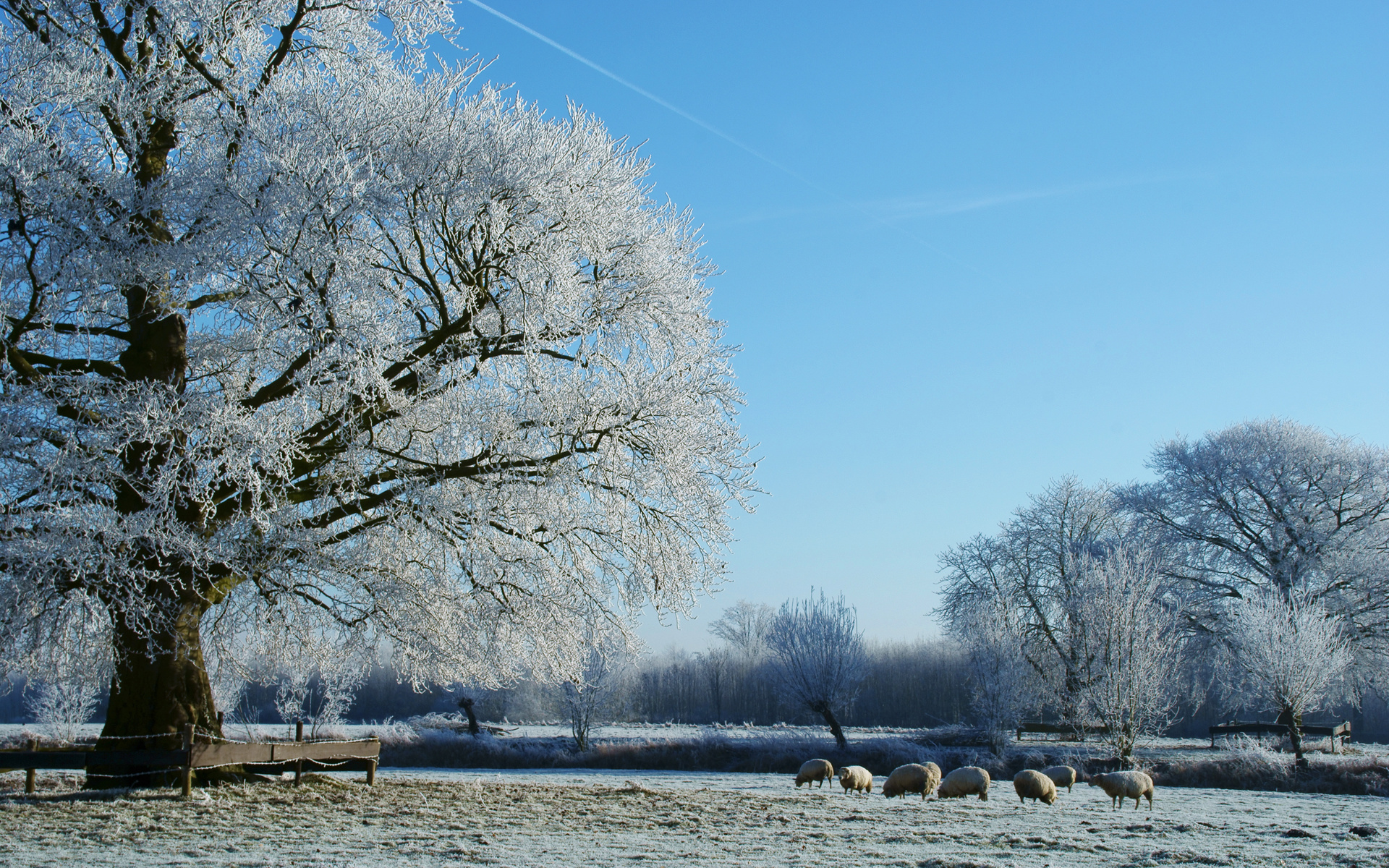 nature, Landscapes, Fields, Trees, Winter, Snow, Seasons, Fence, Pasture, Grass, Frost, Animals, Sheep, Country, Grazing Wallpaper