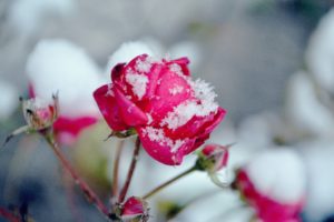 snow, On, Pink, Rose